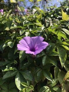 牵牛花