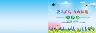 爱鸟护鸟手抄报封面