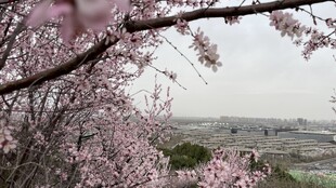 桃花下的村庄