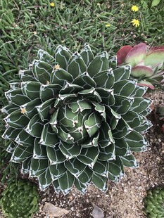 多肉 