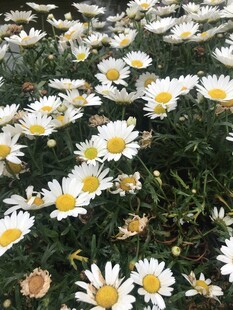 木茼蒿 小菊花