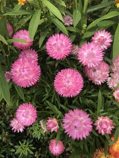 蜡菊 麦秆菊