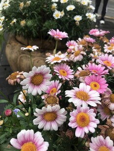 木茼蒿