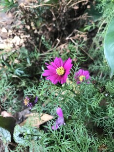 秋英 格桑花