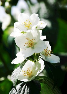 茉莉花图片高清
