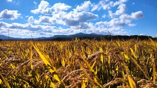 麦田