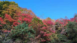 高山