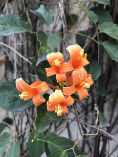 炮仗花