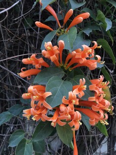 炮仗花