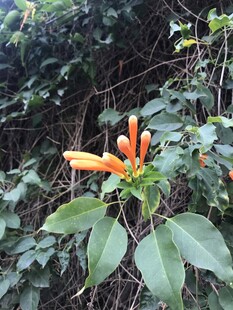 炮仗花