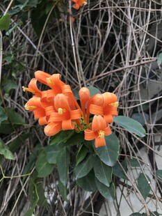 炮仗花
