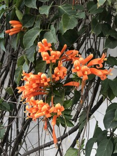 炮仗花