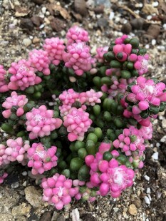 树马齿苋
