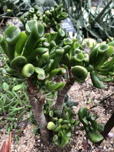 燕子掌