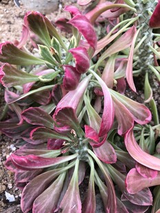 露薇花