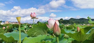 荷花