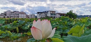 荷花
