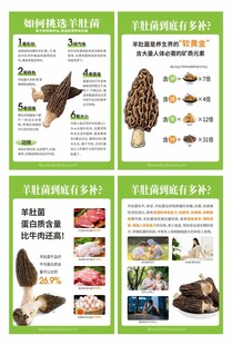羊肚菌营养成分知识展板