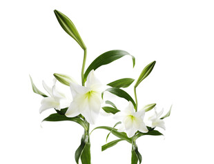 百合花