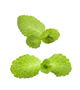 薄荷