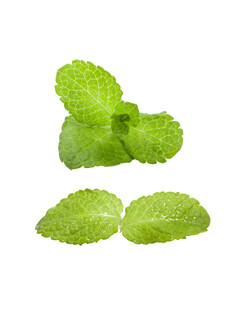 薄荷