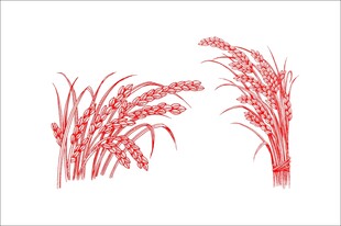 水稻