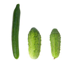 黄瓜