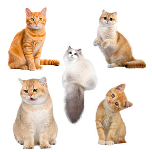 小猫