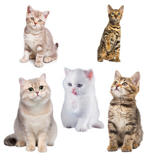 小猫