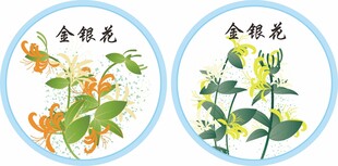 金银花