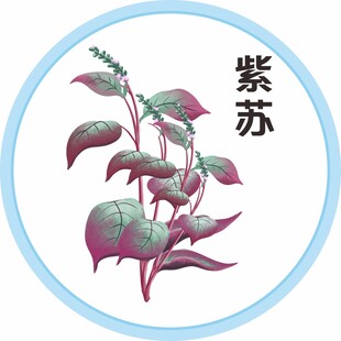 紫苏
