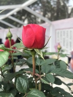 月季