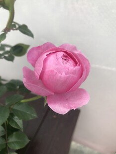 月季