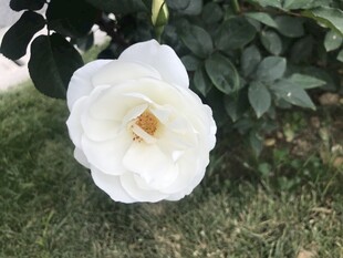 月季