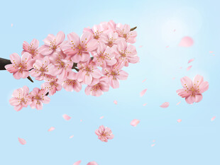 樱花花瓣