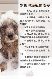 宠物洗澡