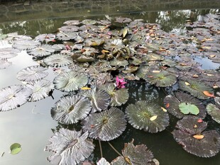 荷花 荷叶