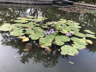 荷花 荷叶