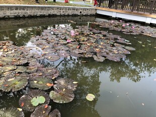 荷花 荷叶