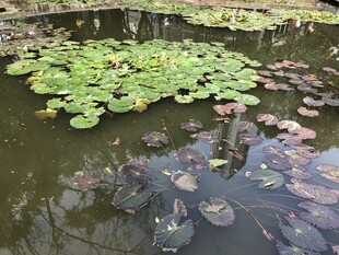 荷花 荷叶