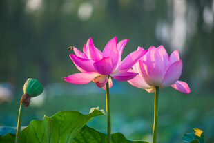 荷花