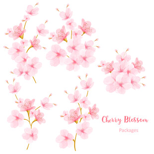 美丽的樱花