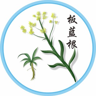 板蓝根