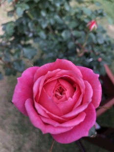 月季
