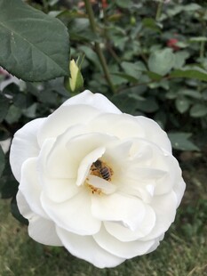 月季