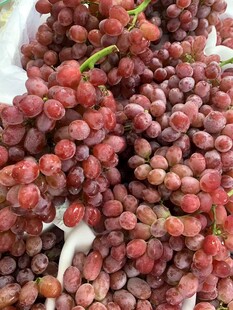 无籽红提
