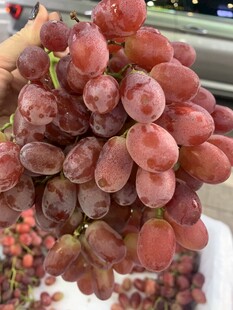 无籽红提