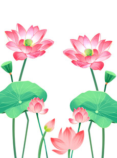 荷花素材