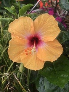 朱槿花 大红花