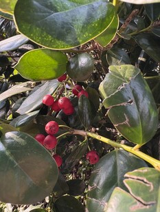 红色小圆球植物枸骨